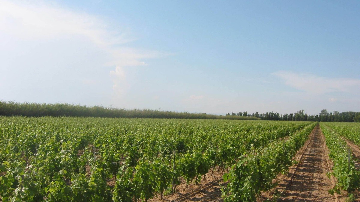 Vendres Villa | Domaine La Yole Wine Resort