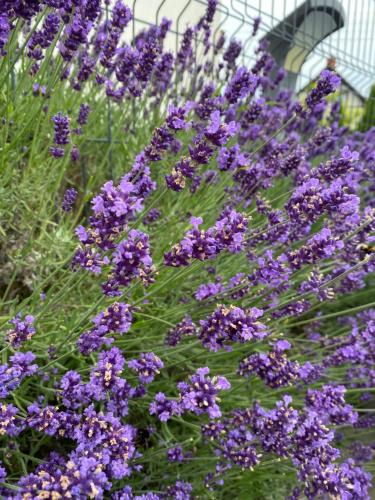 Bialogora House | Domek Lawendowy Gościniec