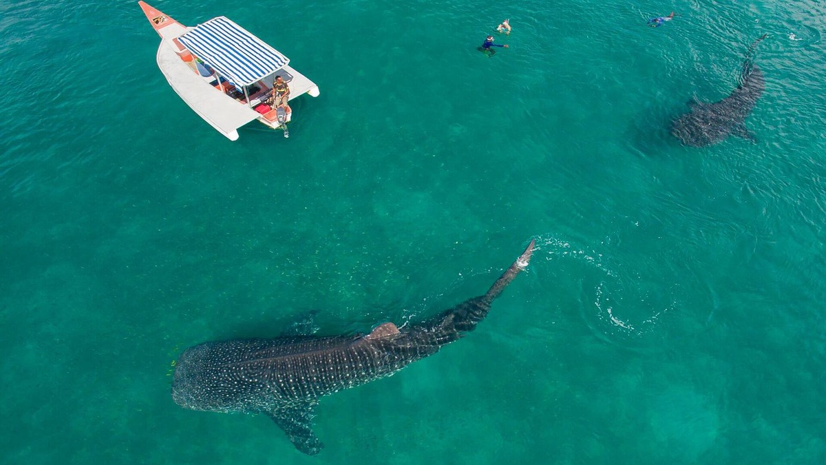 Mafia Island Bed & Breakfast | Dream,Explore,Discover mafia island home to whalesharks