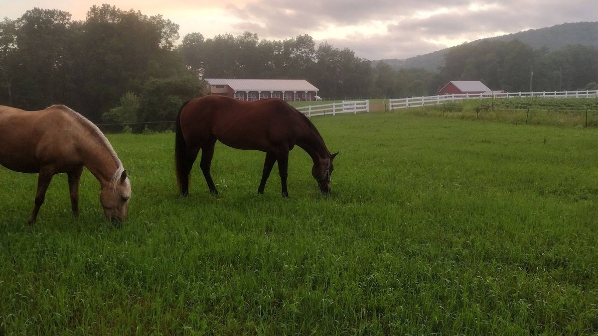 Roseboom House | Elegant Country Retreat on Gorgeous Horse Farm, 10 min from Cooperstown! Rm #1