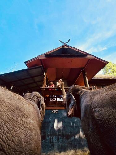 Mae Taeng House | Elephant view terrace chiang mai บ้านระเบียงชมช้าง