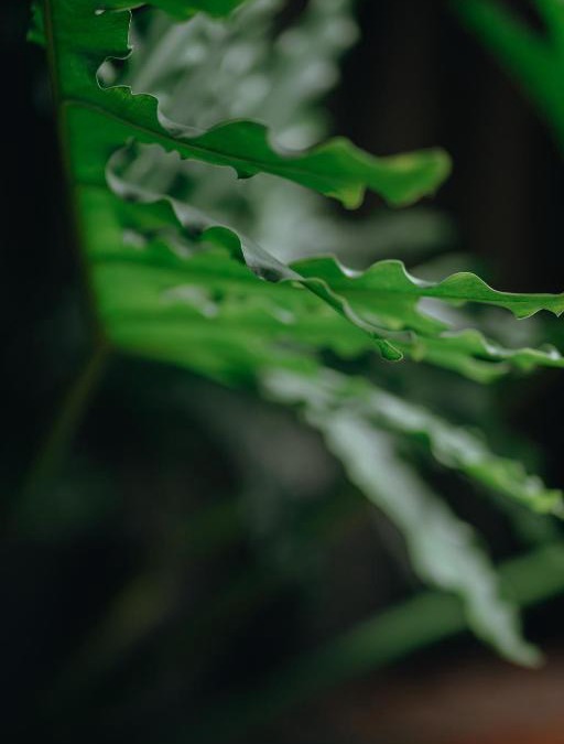 Quy Nhon House | Em's Garden Quy Nhơn