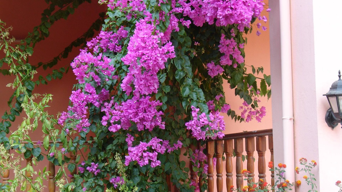 Guzelcamli House | Emel Pension