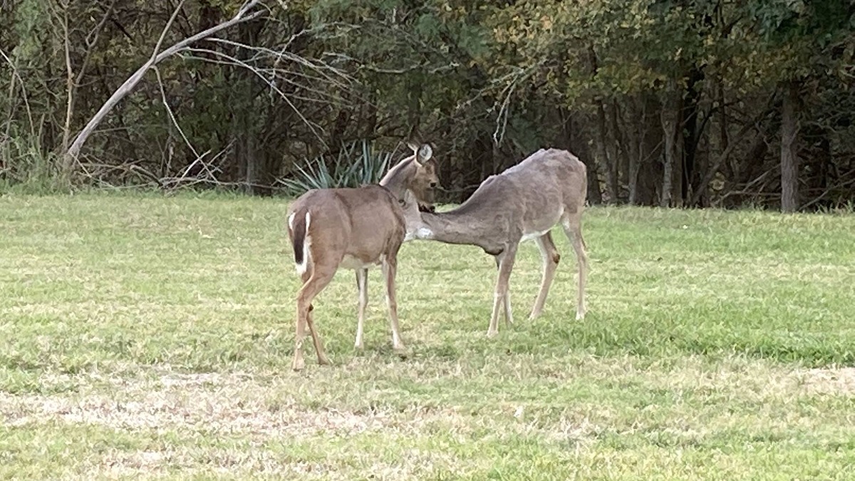 Salado Condo | En-Deer-ing Pet Friendly Retreat 🐕