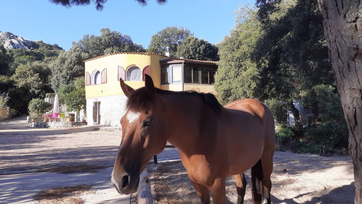 Aglientu Villa | Enchanting Country Villa in a Lush Valley with Animals, Pool, Outdoor Jacuzzi