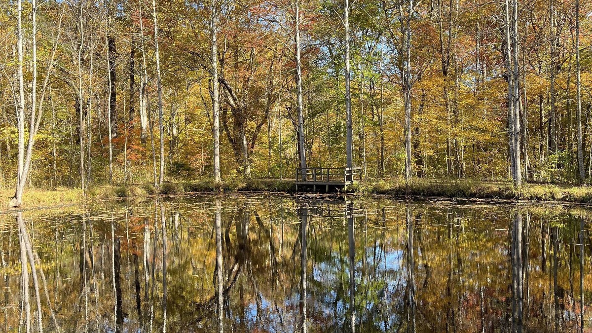 Sperryville Cottage | Enjoy woods and wildlife just 5 minutes from Sperryville food and fun!