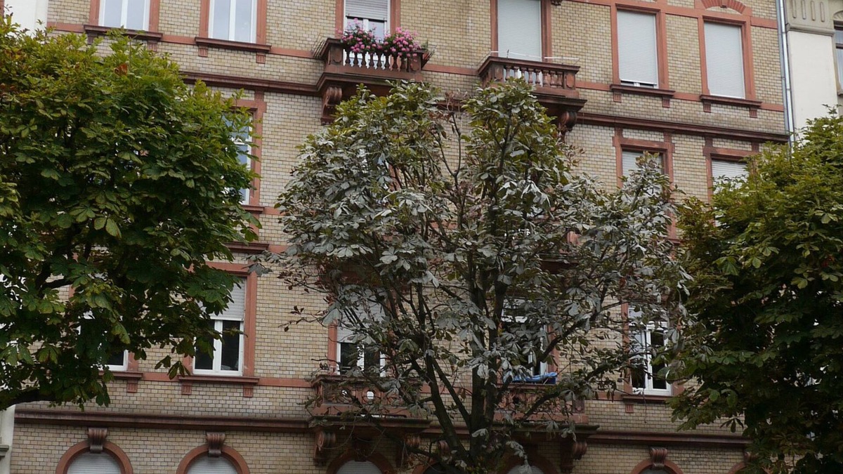 Foret Noire Apartment | Entire Charming 3 room apartment close to botanical garden and university
