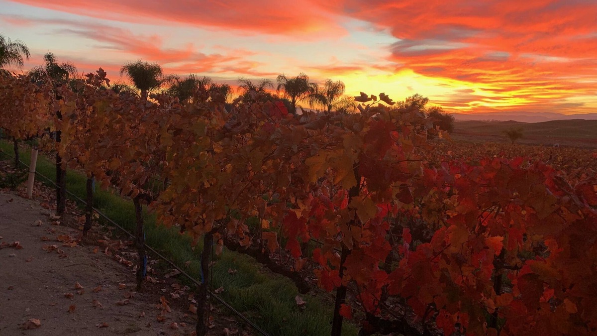 Temecula Apartment | Escape to a wine estate