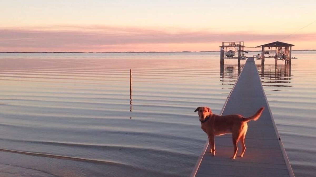Ono Island House | Escape to Gulf Beach Getaway! (Pet friendly)