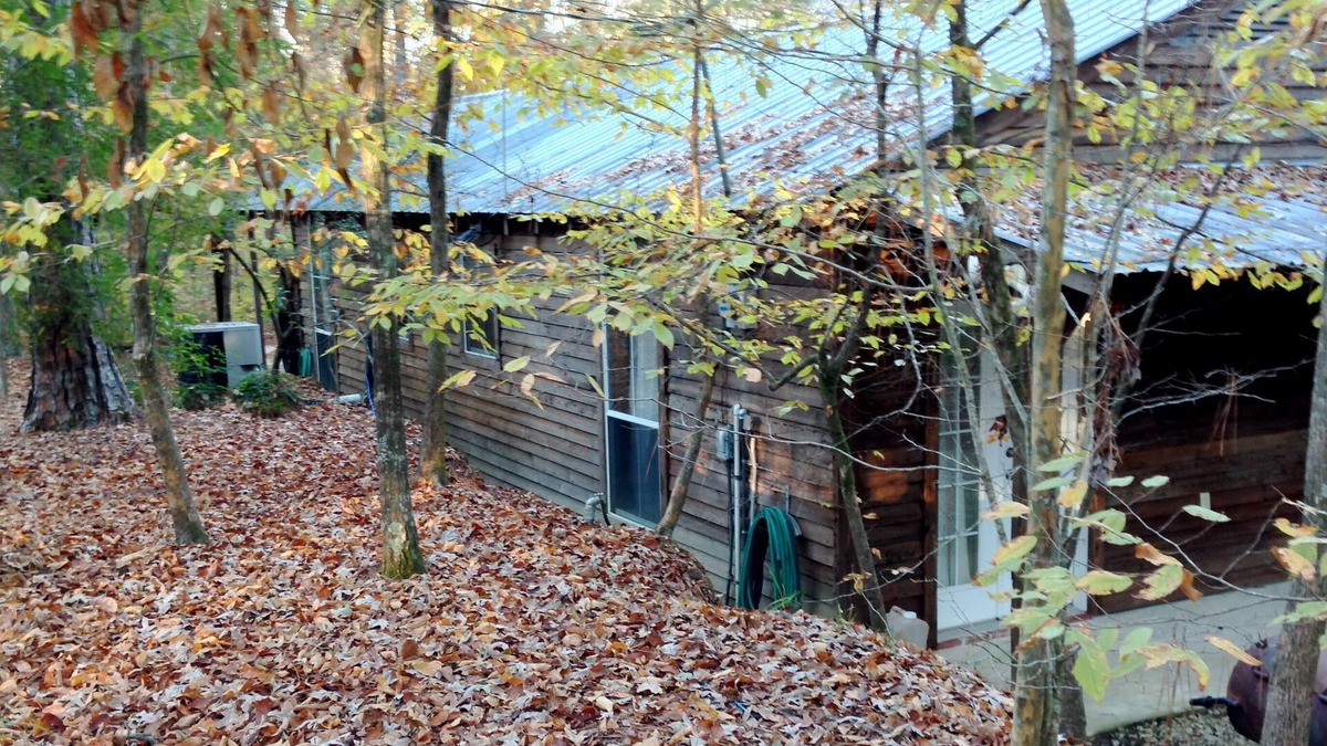 Roxie Cabin | Escape to the peace and quiet of the forest. No planes, trains, highway noise