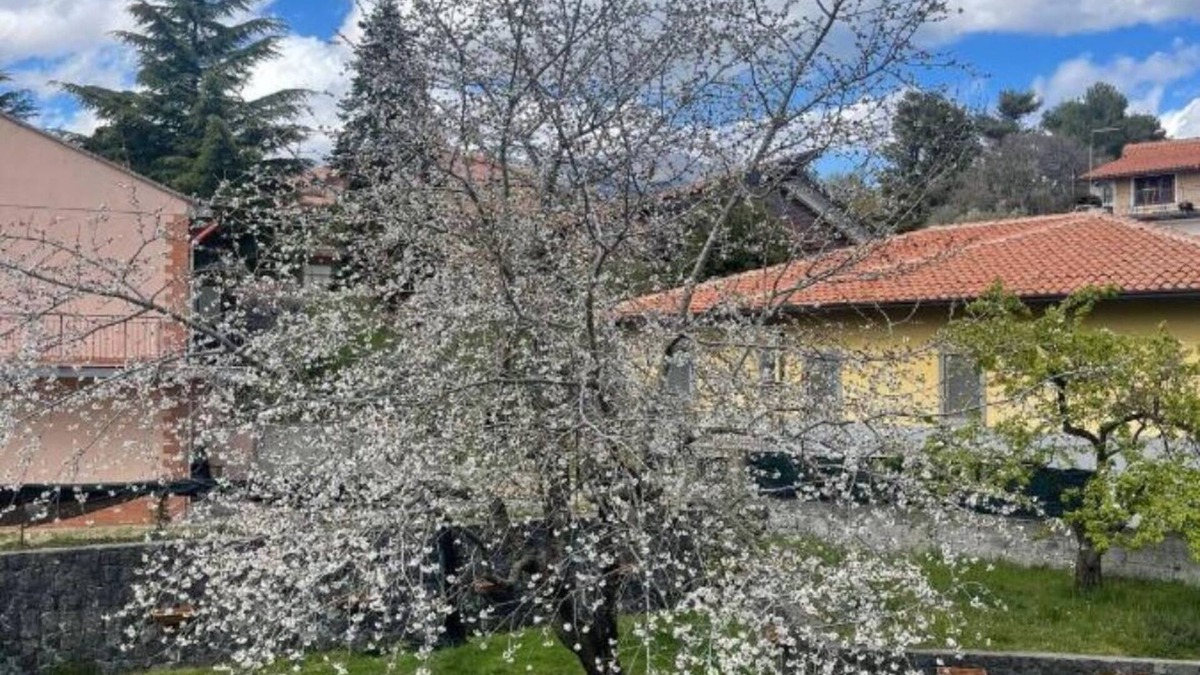 Ragalna Apartment | Etna Sotto IL Ciliegio Un Angolo di Paradiso Alle Pendici Delletna