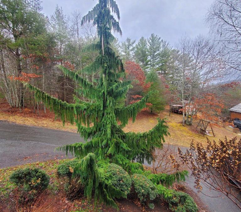 Fleetwood House | Evergreen Retreat