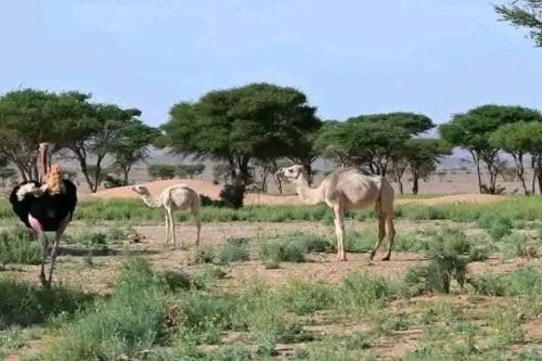 Zagora Other | Excreción erg chegaga 2 jour départ zagora 4x4