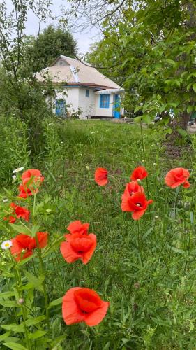 Kiev Oblast House | Faina Garna Hata