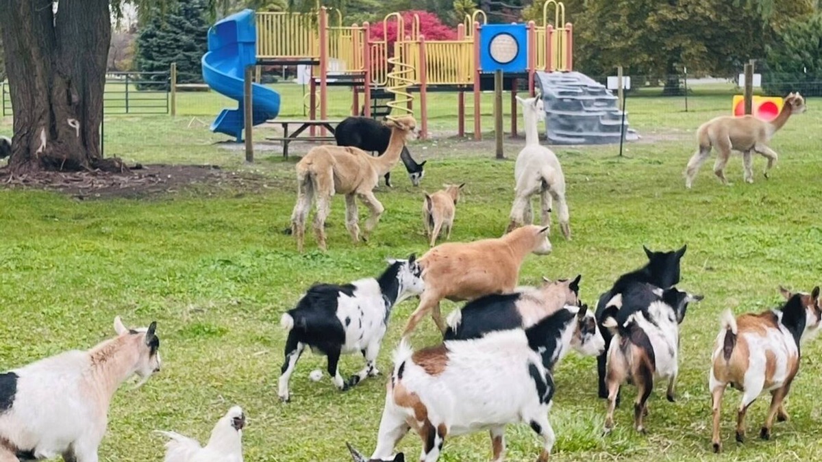 Sandusky House | Families, Private Farm, Event Space, Petting Zoo onsite, Cedar PT sports center