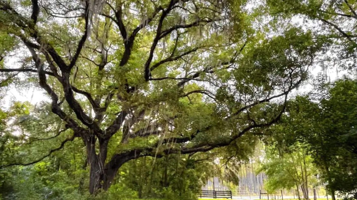 Williston House | Family Friendly 3/2 Cottage Nestled Among the Oaks