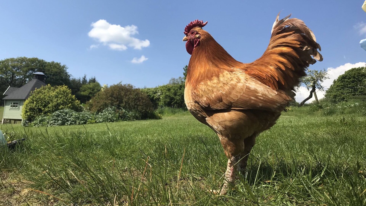 Bridge of Weir Cottage | Family friendly country barn cottage on rural farm surrounded by rolling hills