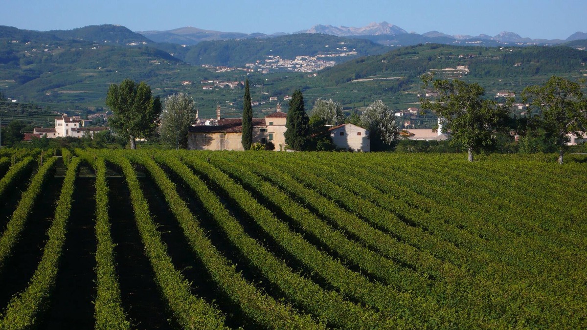 San Pietro in Cariano Other | Family fun in the vineyards of Valpolicella