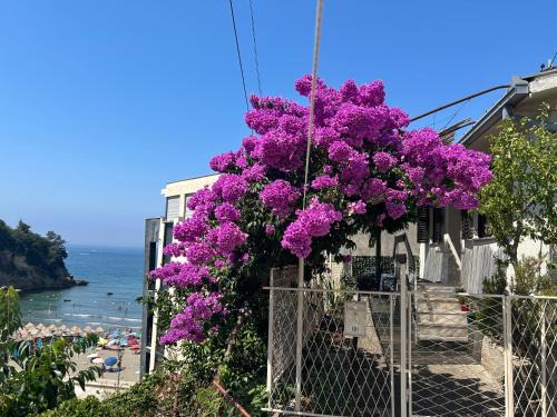 Rana Apartment | Family Guest House
