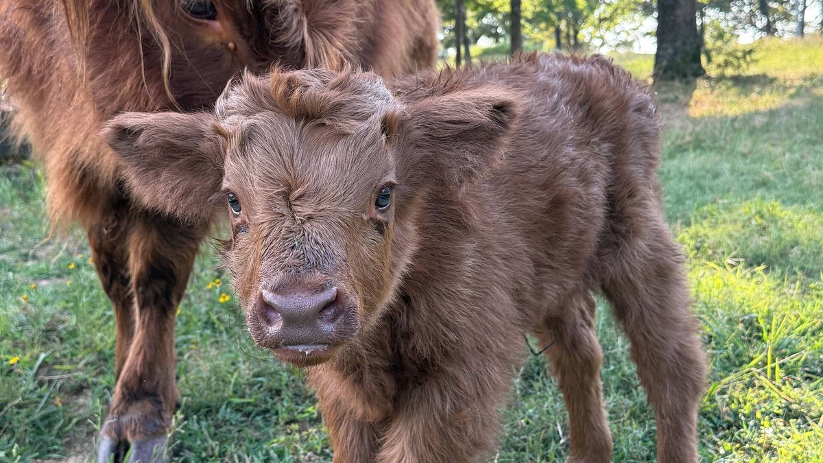Cecil Cottage | Farm Stay with Highland Cows
