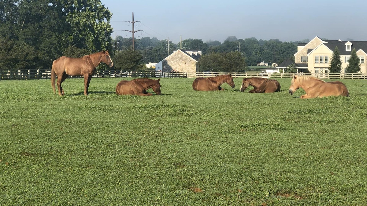 Salunga-Landisville House | Farmhouse 2 bedroom suite @ Nookside Stables