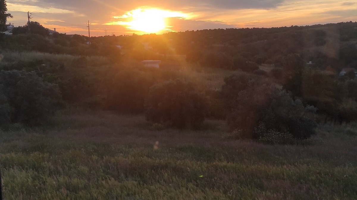 Torrao Other | Farmhouse Casa TORRAMO in Olives Fruits Trees on National 2. Alentejo. 13750 sqm
