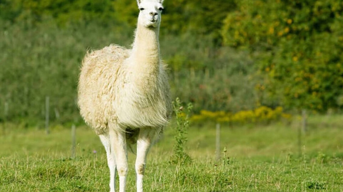 Westminster Other | Farmhouse Fields- Mini Highland Cows and Llamas for an unforgettable Farm Stay!