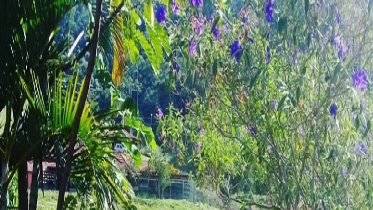 Sapucaia Cottage | Fazenda Boa Sorte Ample space for leisure for families and groups Viva o verde