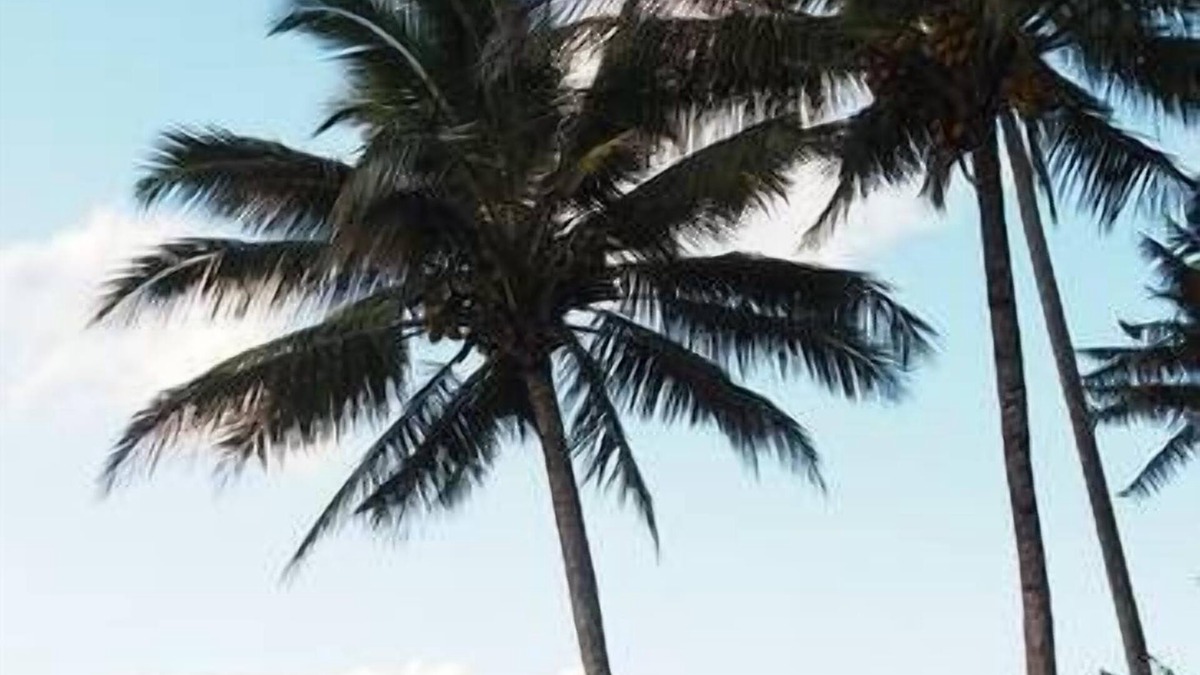 Flying Fish Point House | Feather Reef Cottage