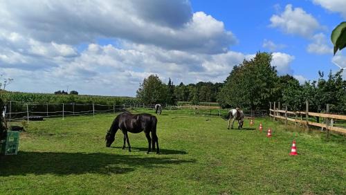 Winsen an der Aller Apartment | Fenland Mill Ranch