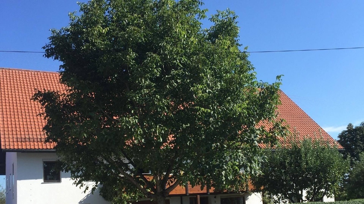 Tannheim Apartment | Ferienwohnung/app. für 5 Gäste mit 100m² in Tannheim