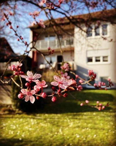 Uettingen Apartment | Ferienwohnung im Aalbachtal - Uettingen bei Würzburg
