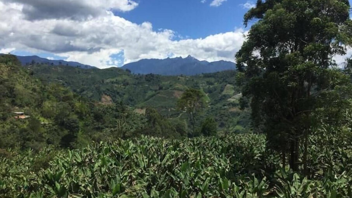 Jardin Other | Finca La Arabia Eco Cabaña ~Organic Coffee Farm