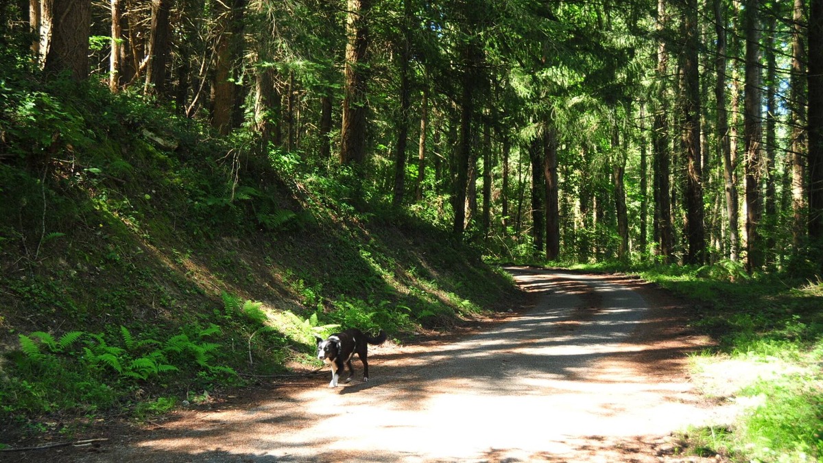Montels Other | French Pyrenees 4bed 2 family home, national park.