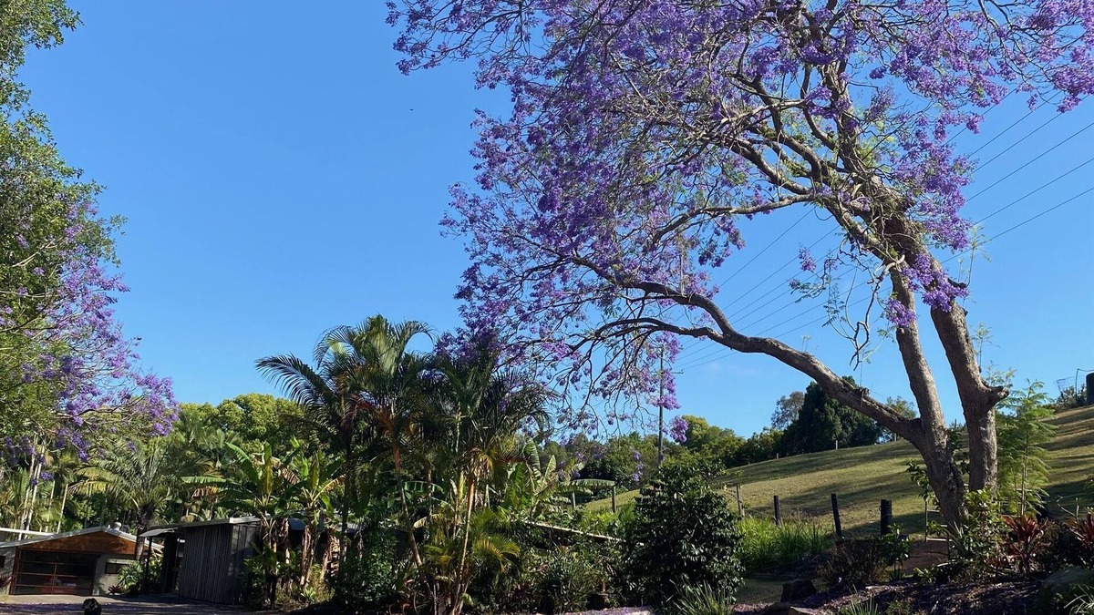 Pomona Cottage | Frog Cottage - Noosa Hinterland - Dog and Horse Friendly
