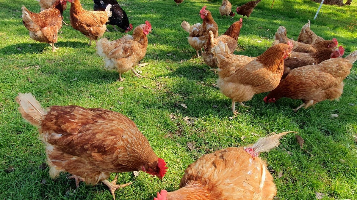 Meelon Bed & Breakfast | Full Breakfast with Family or Friends, on Farm with Pool.