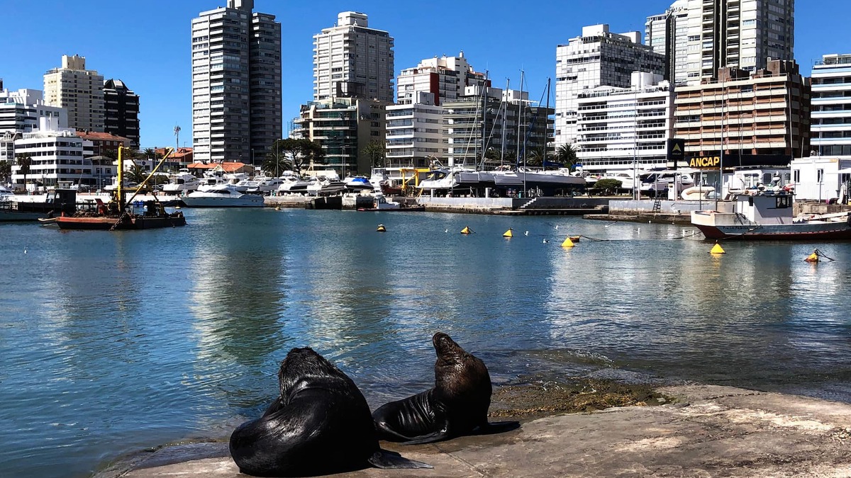 Punta del Este Apartment | Funcional y Acogedor Apto. en la Península de Punta del Este