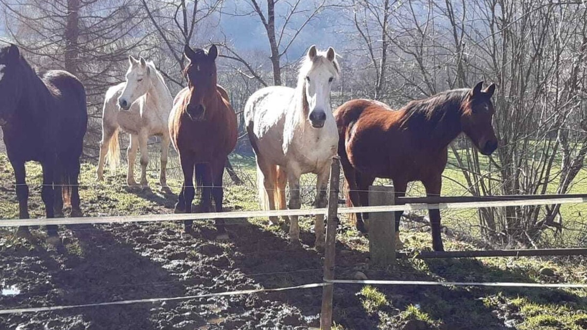 Monein Apartment | Gîte 4 Étoiles Dans une Ferme Béarnaise 2/4 Pers. en Plein Coeur du Jurançon