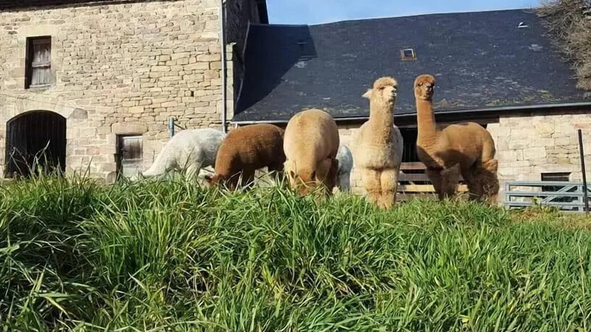Chaumeil Villa | Gîte de France 3 ears alpacas - Gîte de France 12 people