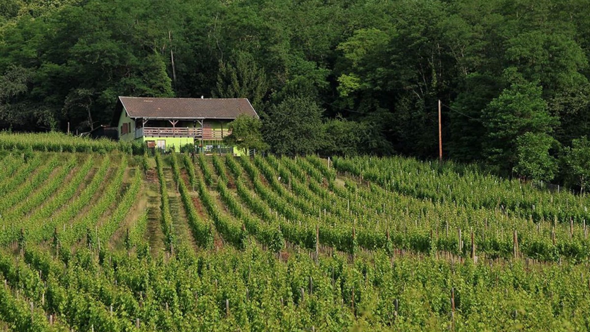Bergheim Apartment | Gîte du Weinbaum in Bergheim