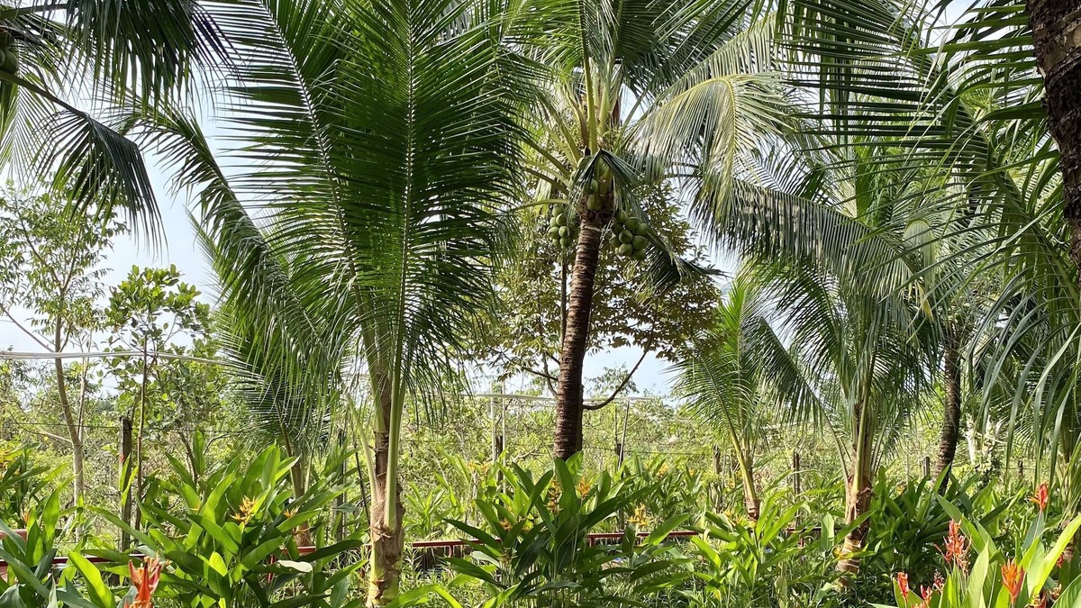 Chau Thanh Resort | Gò Chanh Homestay
