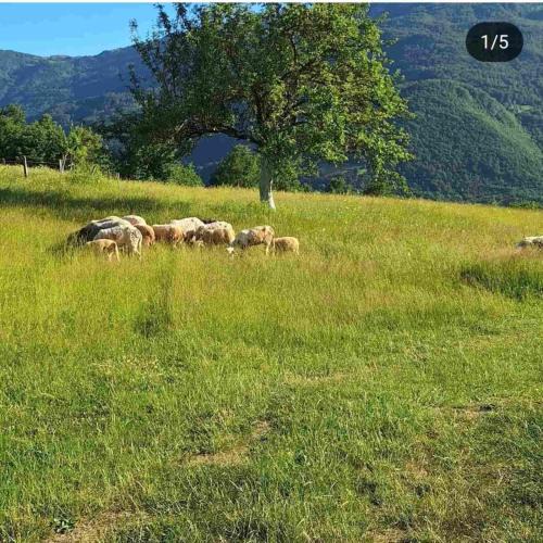 Mojkovac House | Gazdinstvo Moracanin
