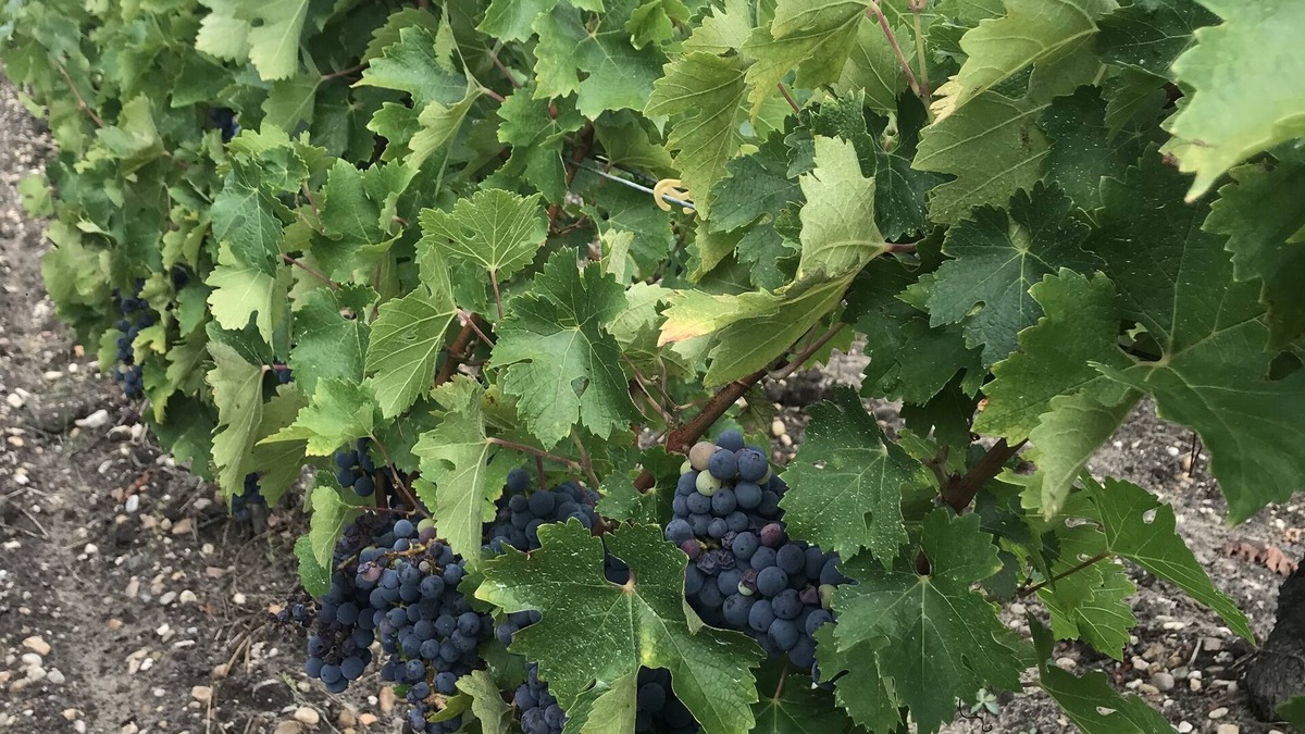 Gaillan-en-Medoc House | Gite 8-10 P, private pool, large garden, Surf, 15 min Montalivet Vignoble Médoc