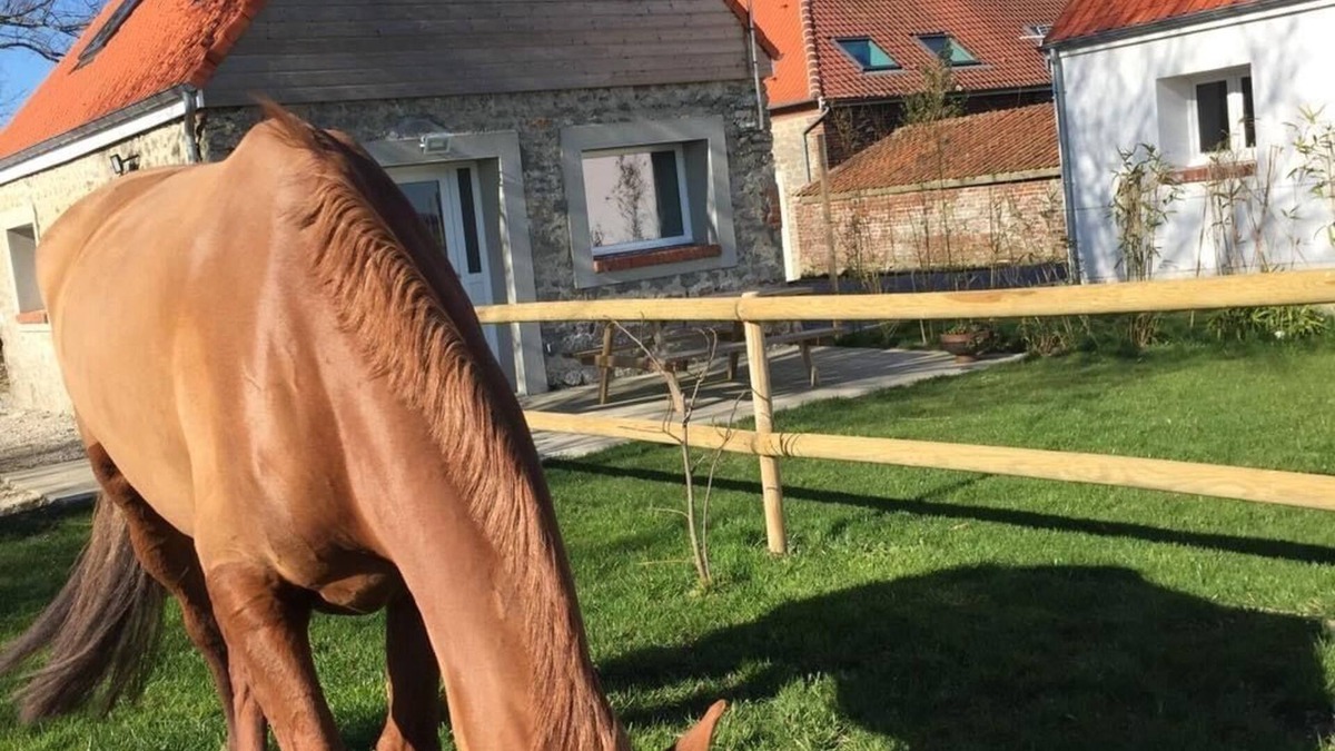 Caffiers Other | Gîte "Majesty" 4-5 people - Equestrian gite - near sea and forest