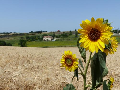 Nailloux House | Gites des Camparros
