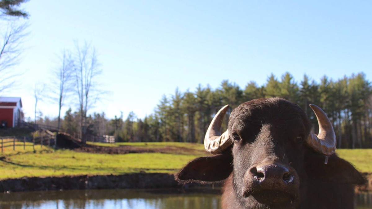 Appleton RV Rental | Glamping at Maine Water Buffalo Farm