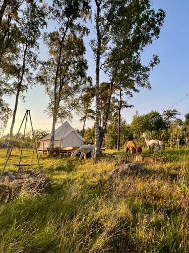 Laholm Municipality Other | Glamping med alpackor