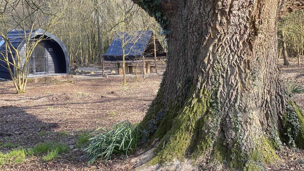 Milland Cabin | Glamping pod nestled deep within the South Downs National Park.