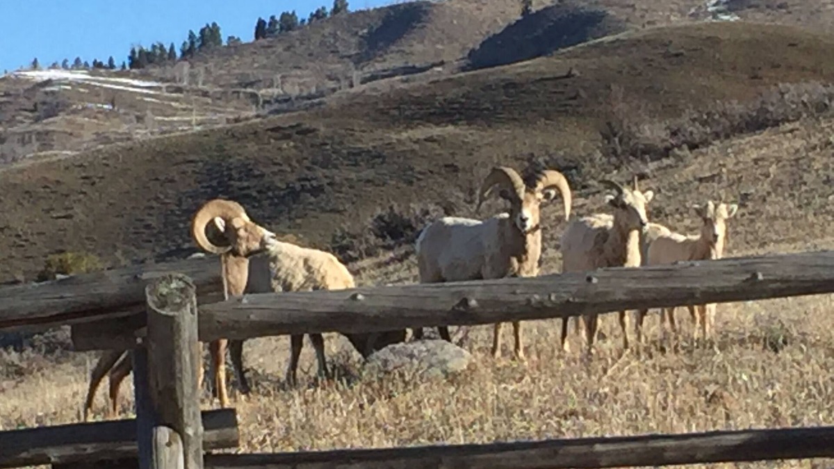 Hoback Junction Apartment | Great Escape and Short Drive from downtown Jackson Hole