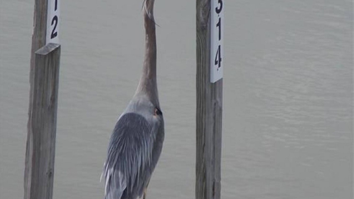 Oak Harbor Condo | Great for Vacationers Bird Watchers Davis Bessie Fishing-Charters on Site